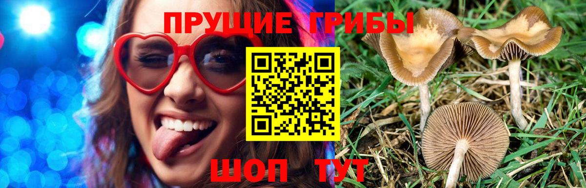 Галлюциногенные грибы Psilocybe Владикавказ